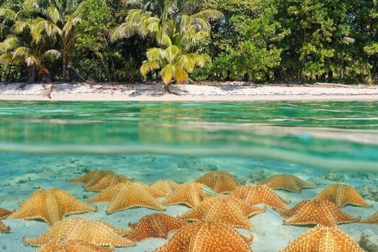 Starfish Beach